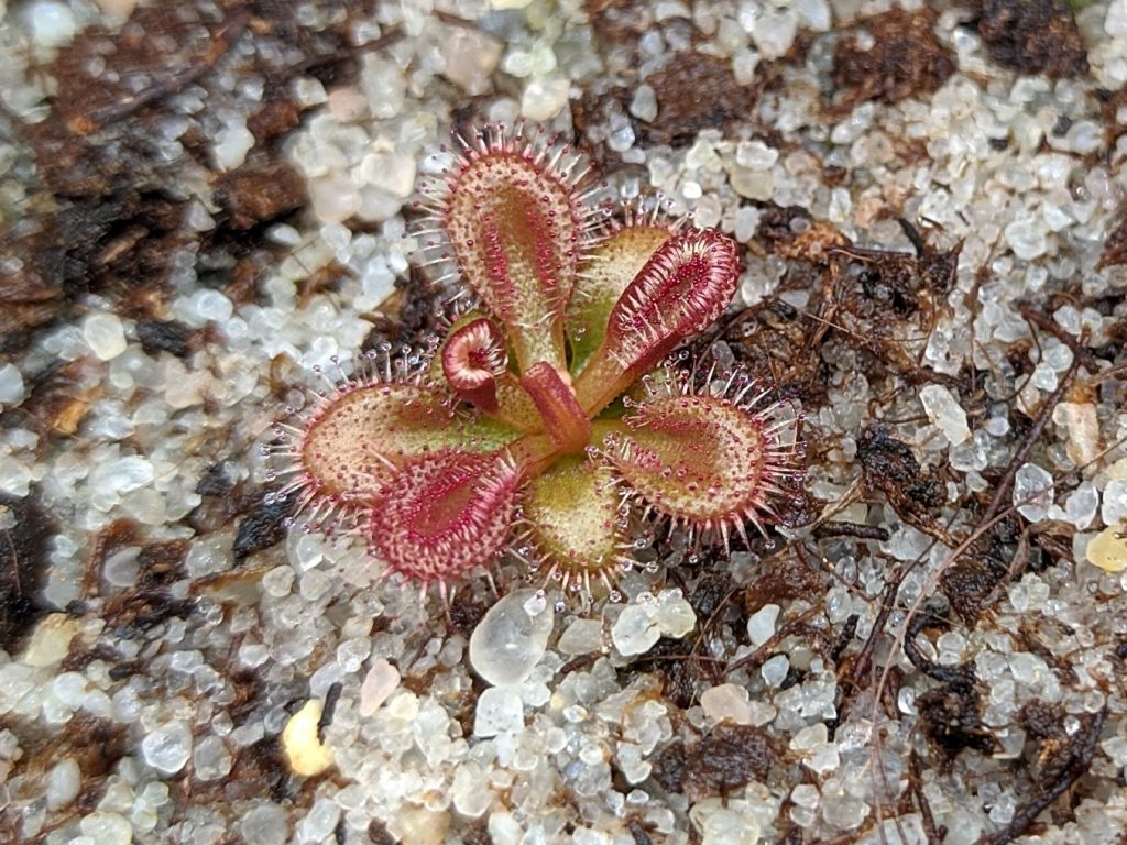 Drosera browniana