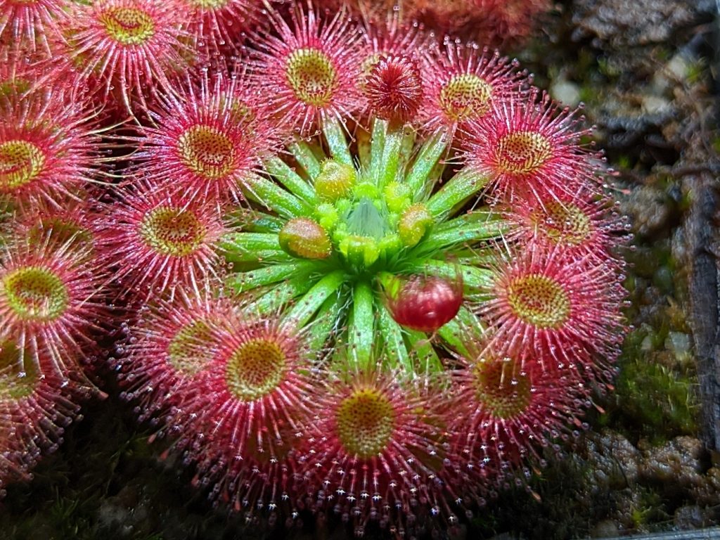 Drosera callistos