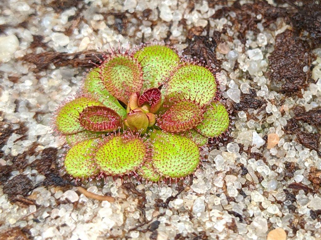Drosera lowrie