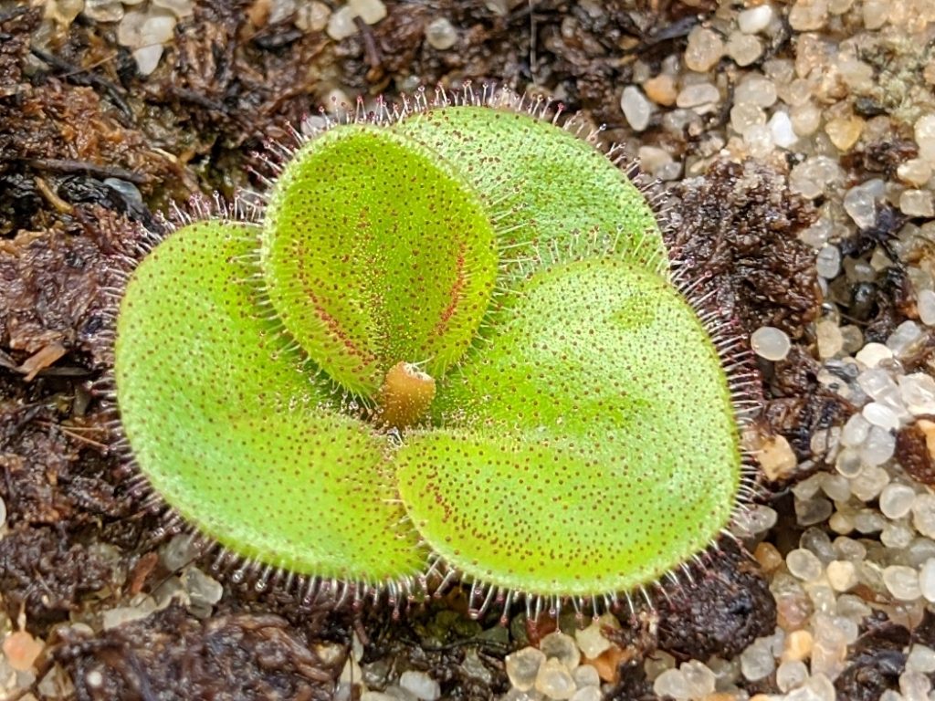 Drosera magna bibby road