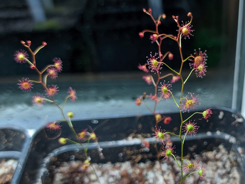 Drosera menziesii