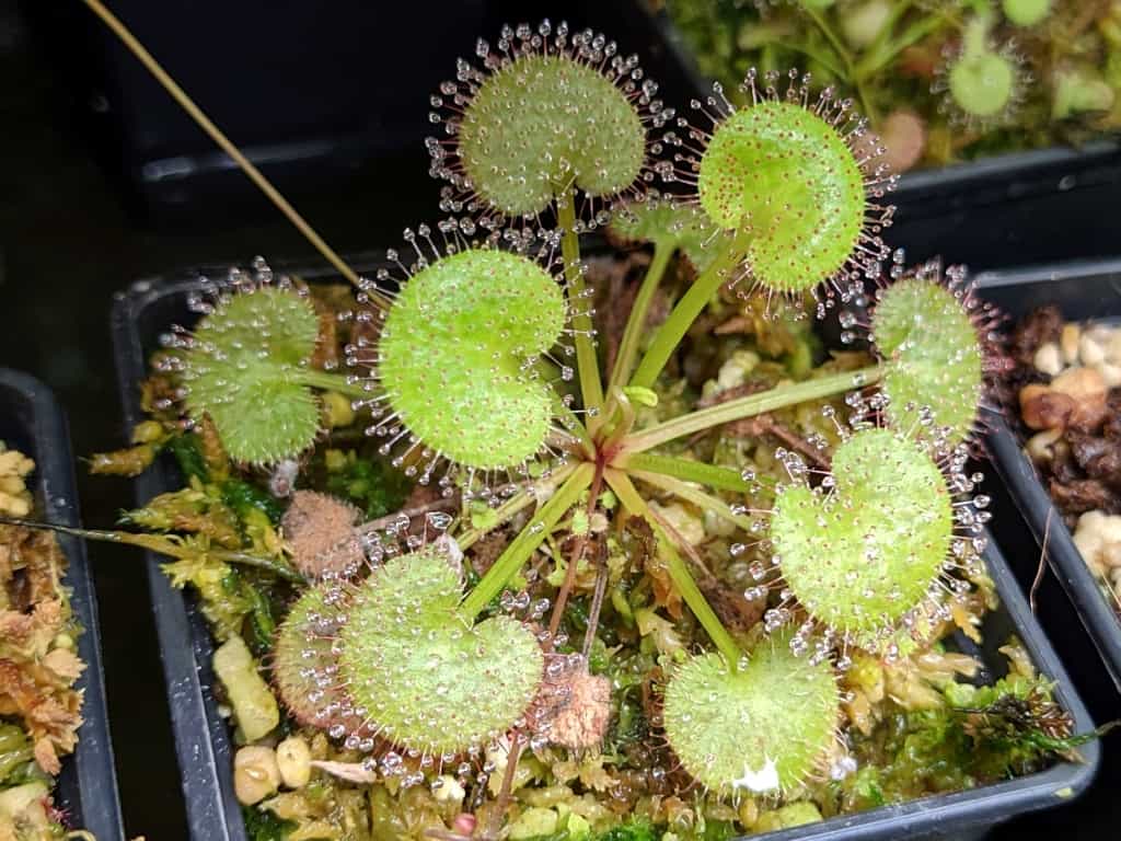 Drosera prolifera