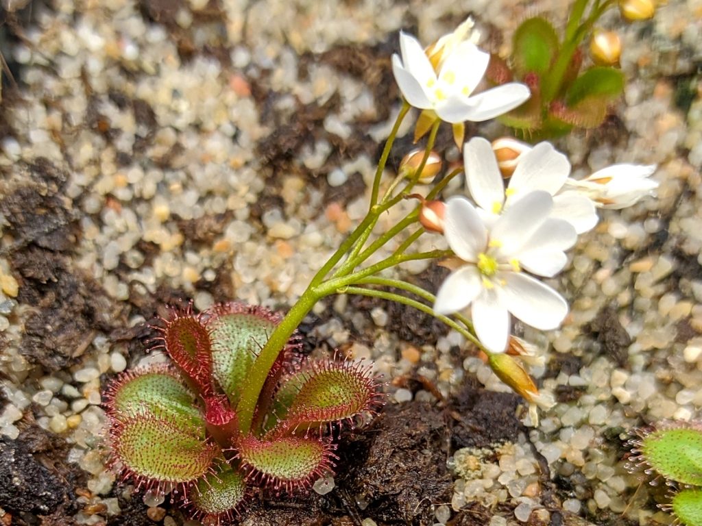 Drosera prostratoscaposa