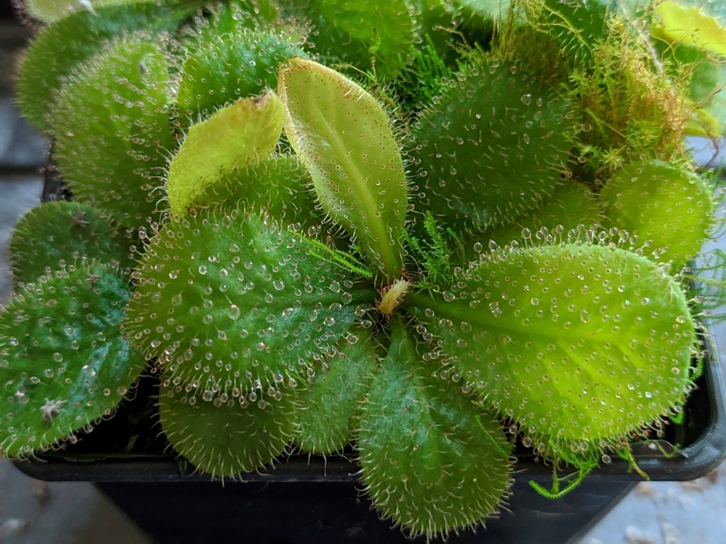 Drosera schizandra