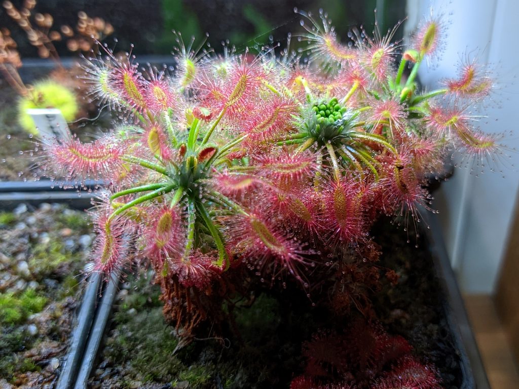 Drosera scorpioides