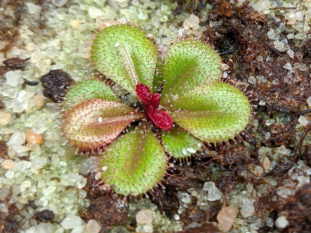 Drosera tubaestylis