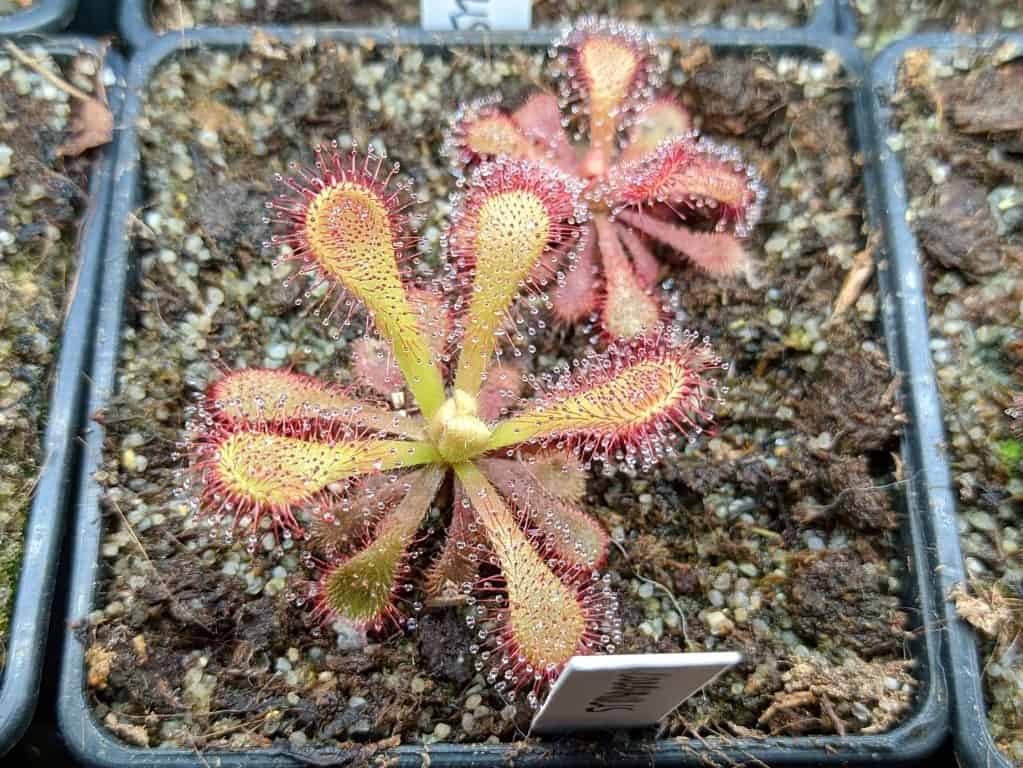 Drosera venusta