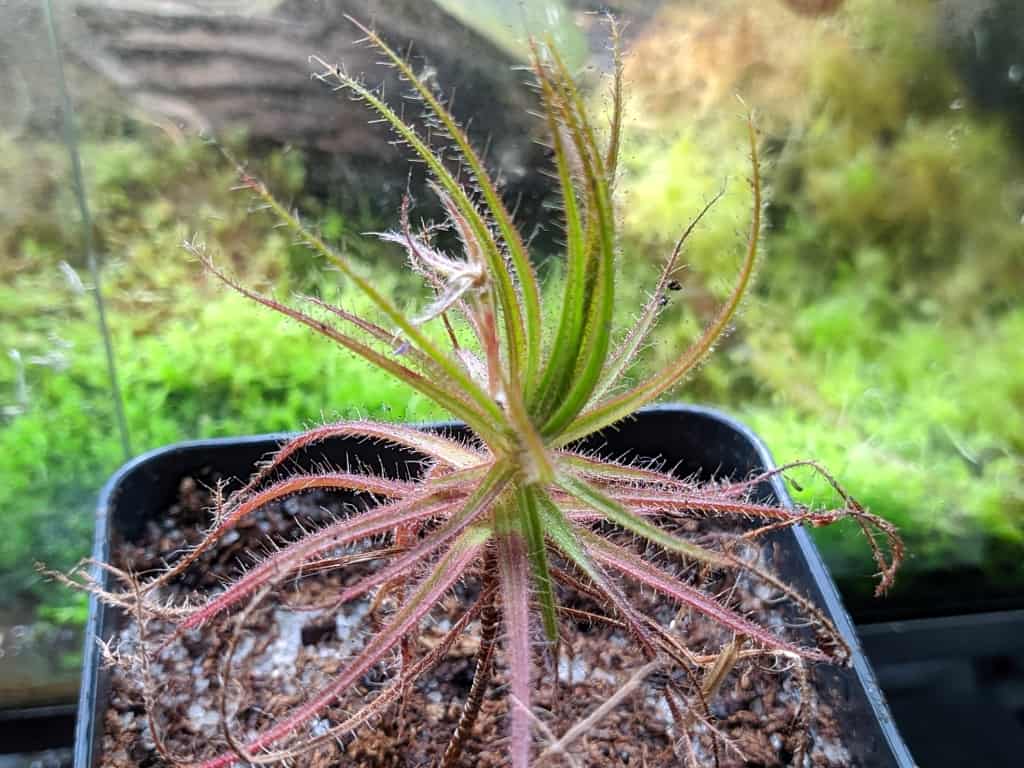 How to grow carnivorous plants