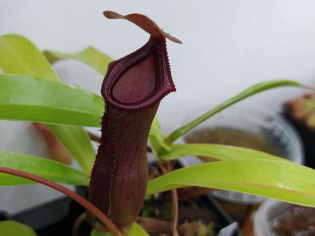 Nepenthes Bill Bailey