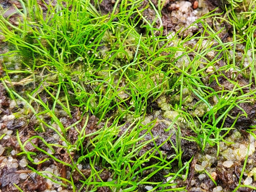 My collection of Utricularia