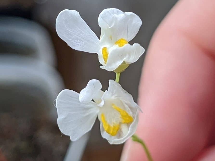 My collection of Utricularia