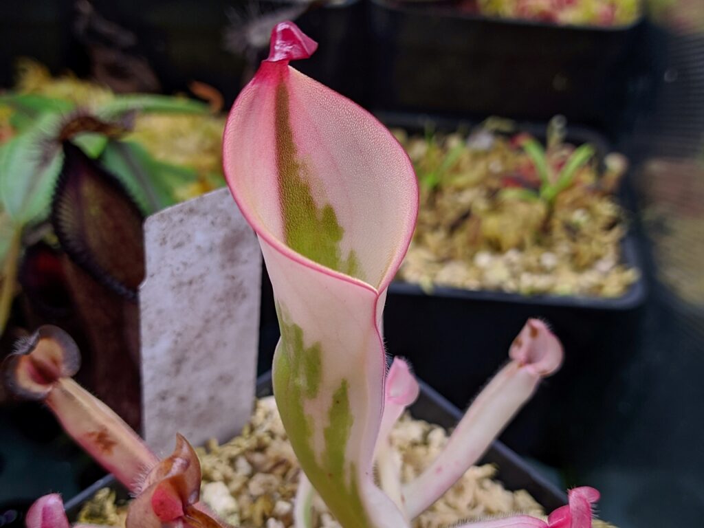 My collection of Heliamphora