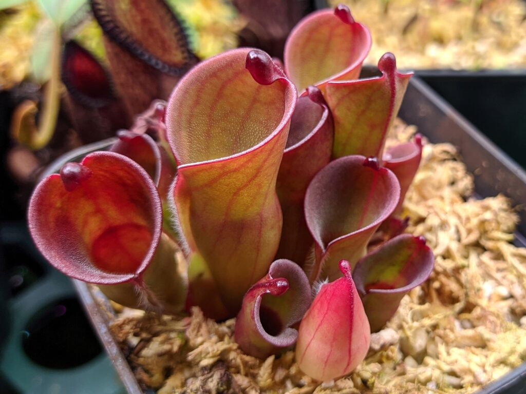 My collection of Heliamphora