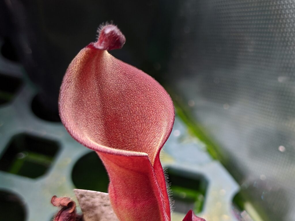 My collection of Heliamphora