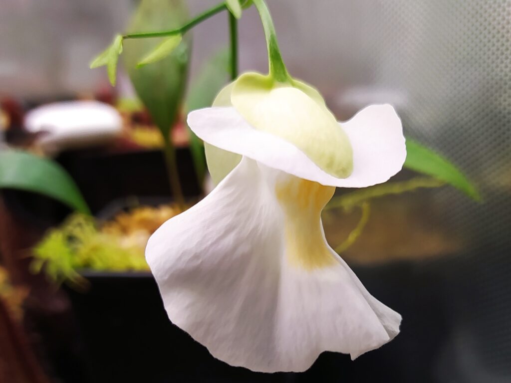 How to sow carnivorous plant seeds