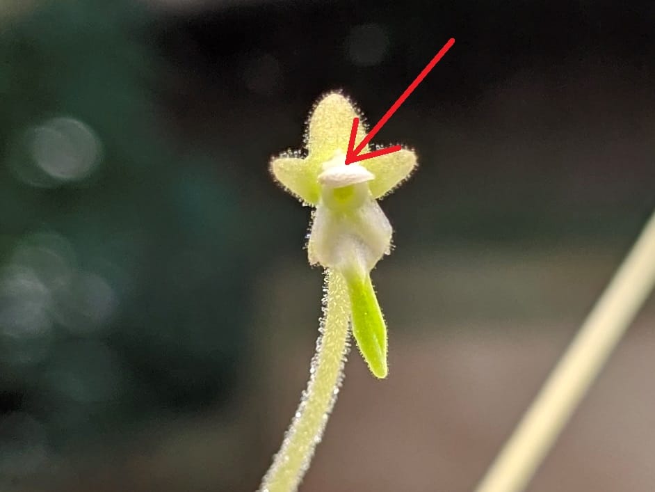 How to pollinate Pinguicula