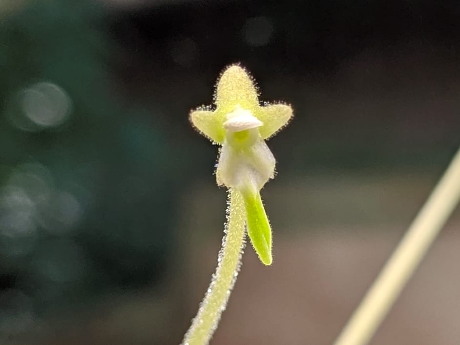 How to pollinate Pinguicula
