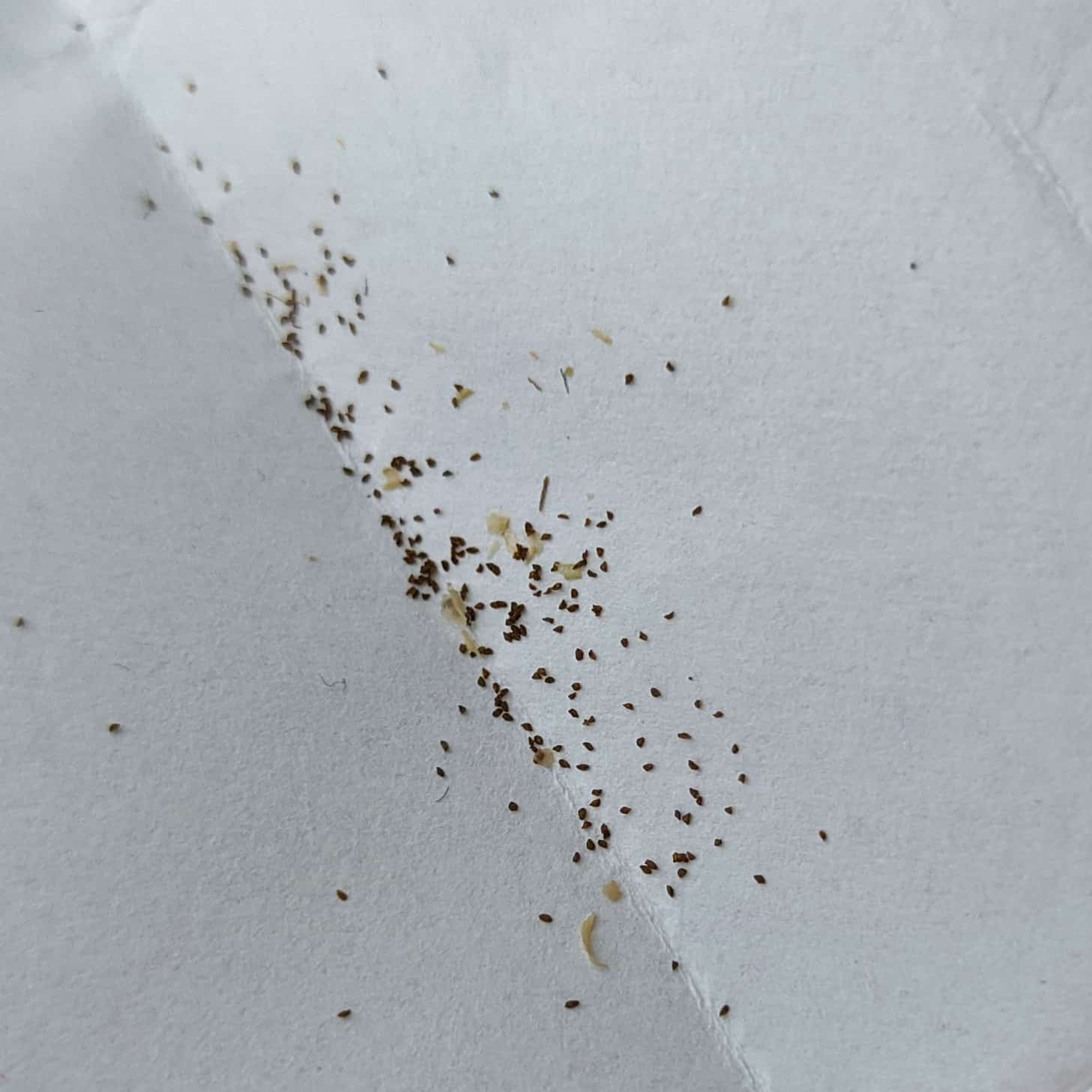 How to sow Utricularia seeds