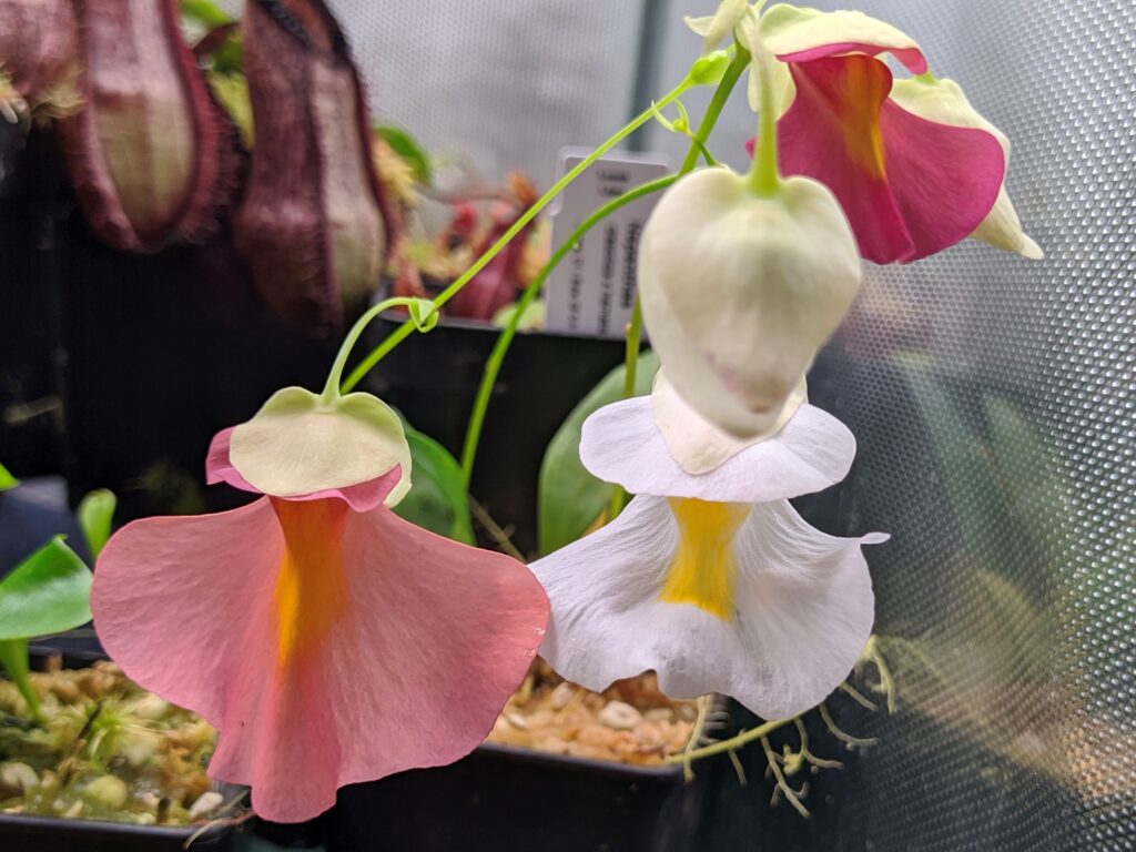 How to pollinate Utricularia