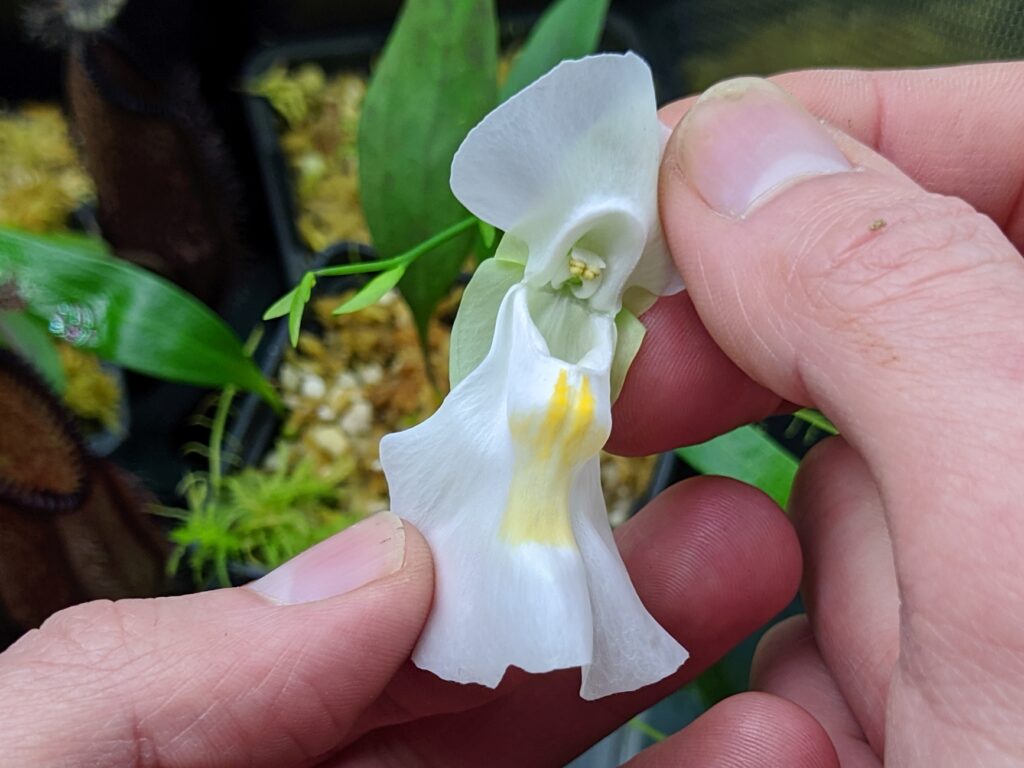How to pollinate Utricularia