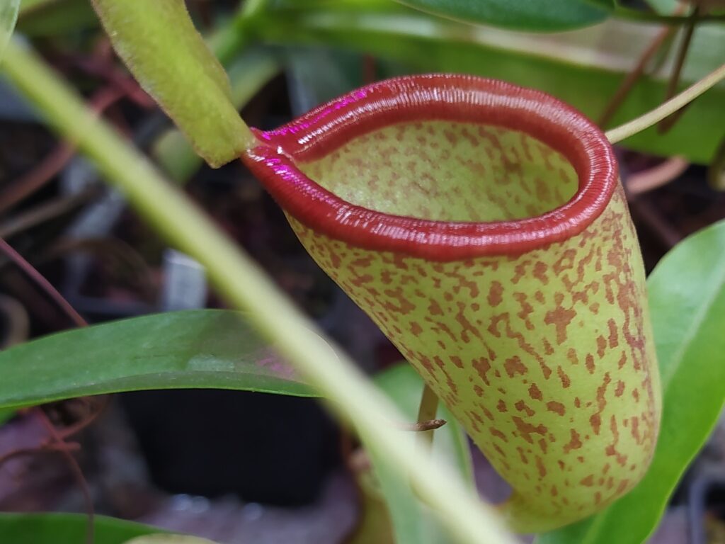 Nepenthes ventricosa x inermis