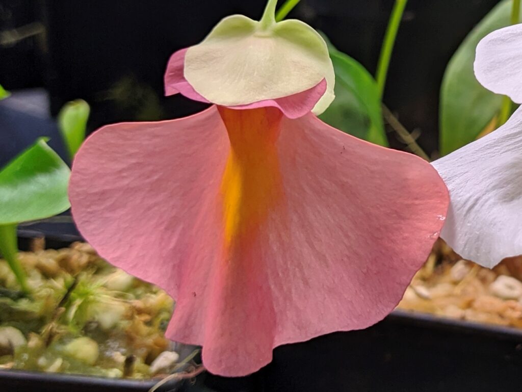 Utricularia alpina x campbelliana