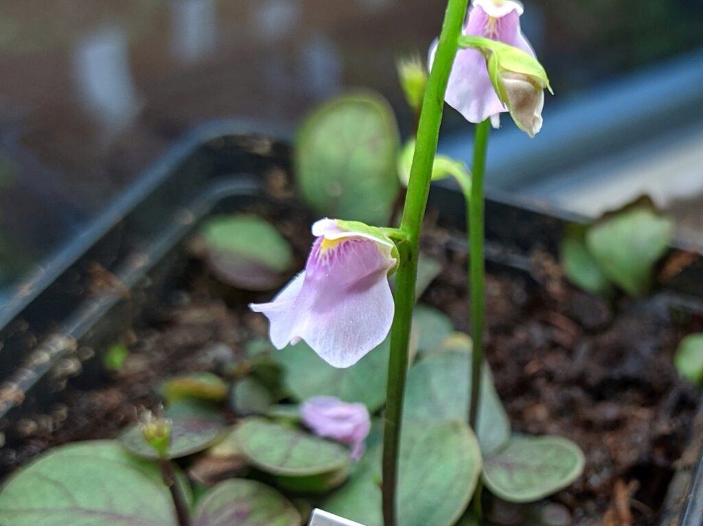 Utricularia calycifida (růžová)