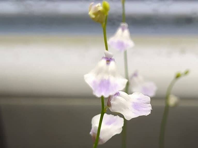 Utricularia livida