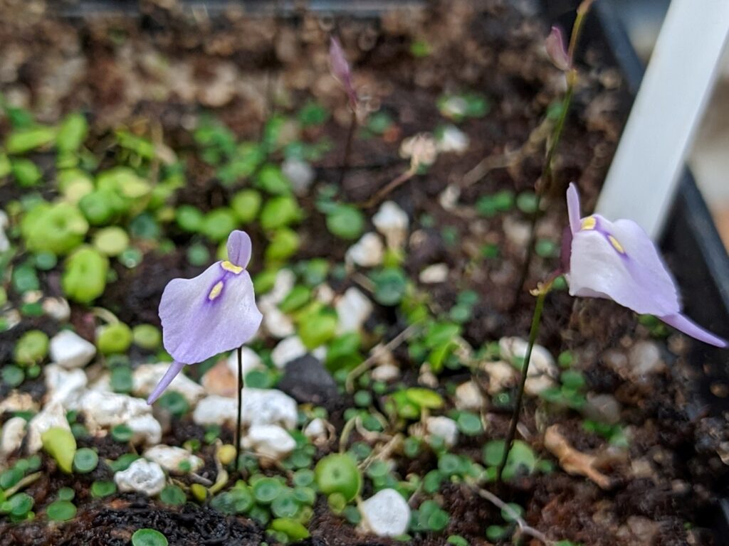 Utricularia pubescens