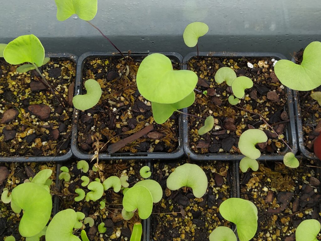 My collection of Utricularia