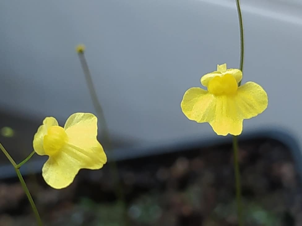 Utricularia subulata