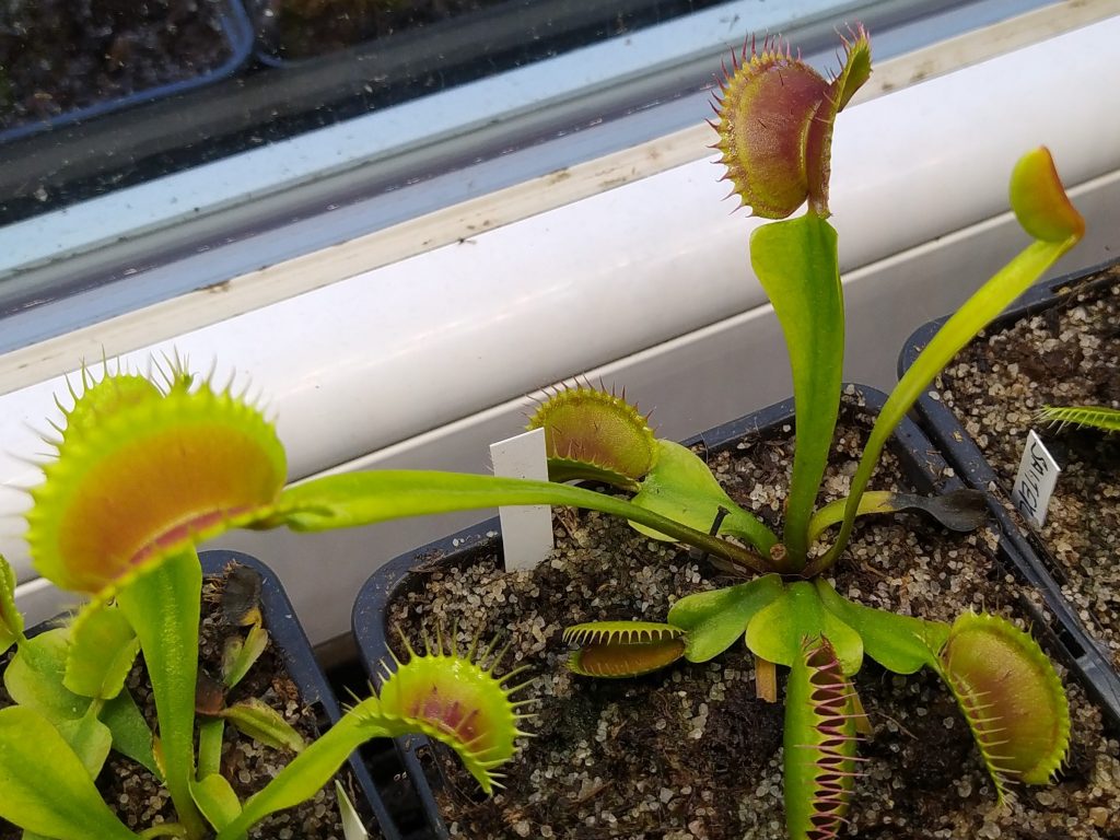 DM Dingley Giant