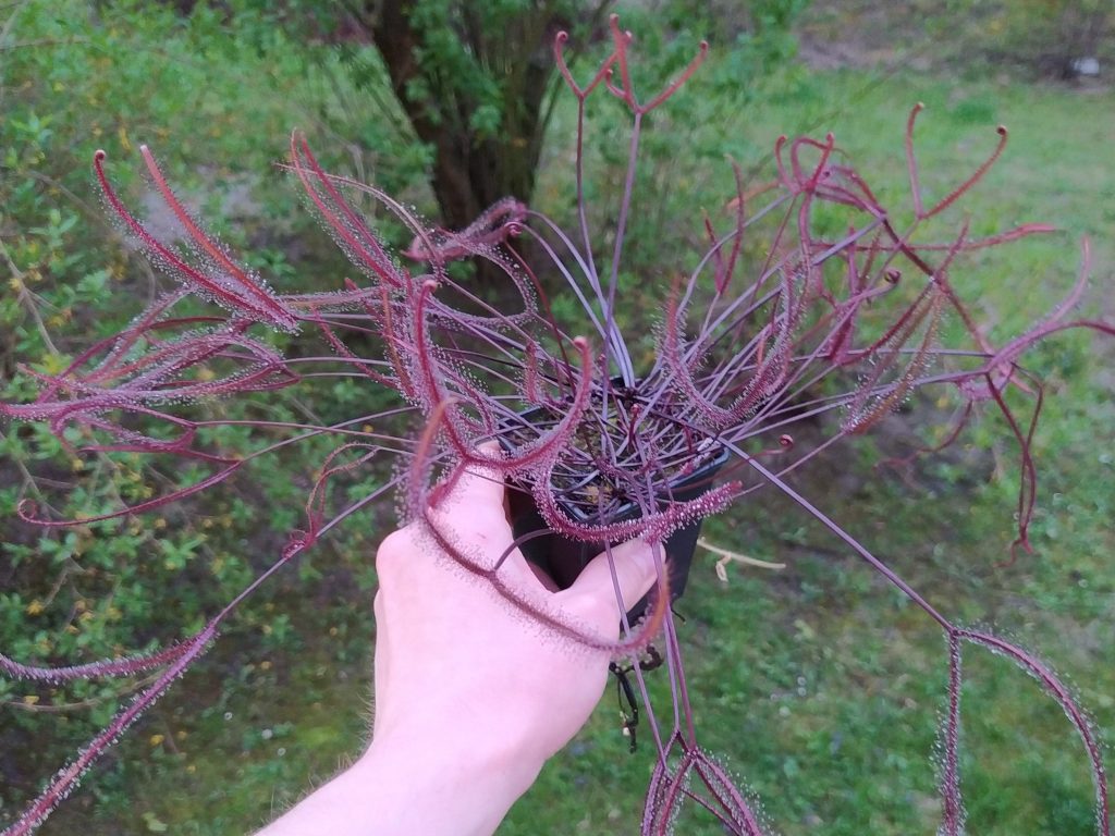 Drosera binata 'Burgundy'