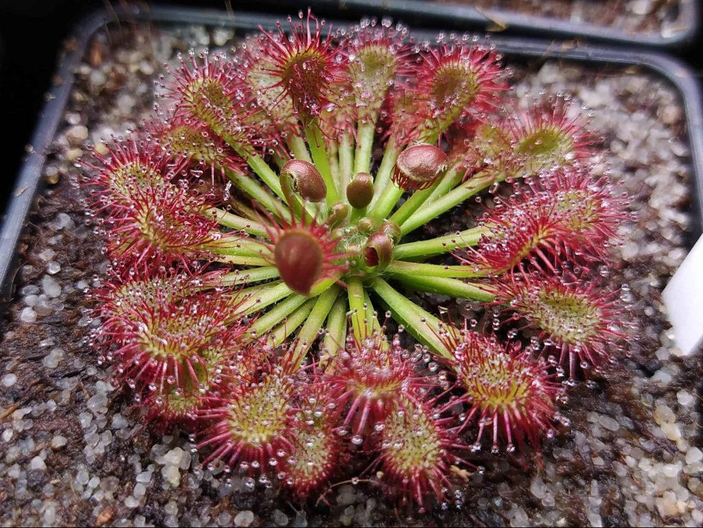 Drosera spatulata {Mt. Arthur, New Zealand}