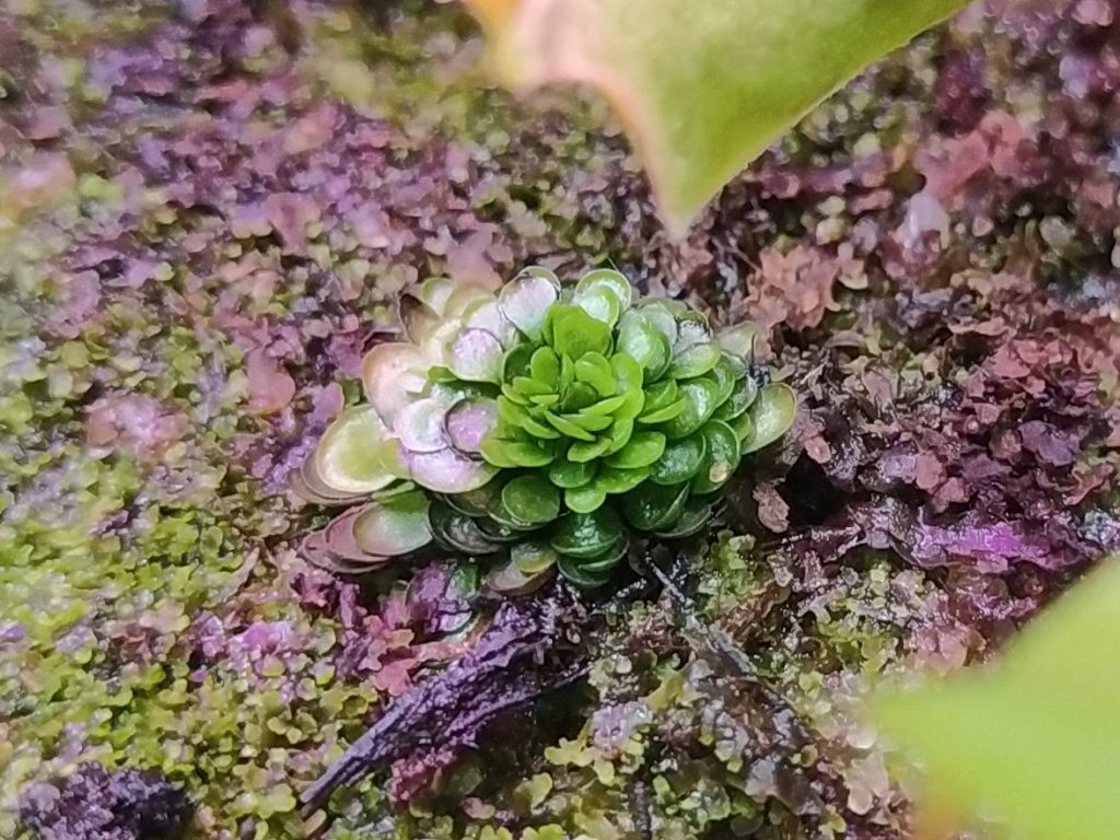 Genlisea hispidula {Pretoria, South Africa}