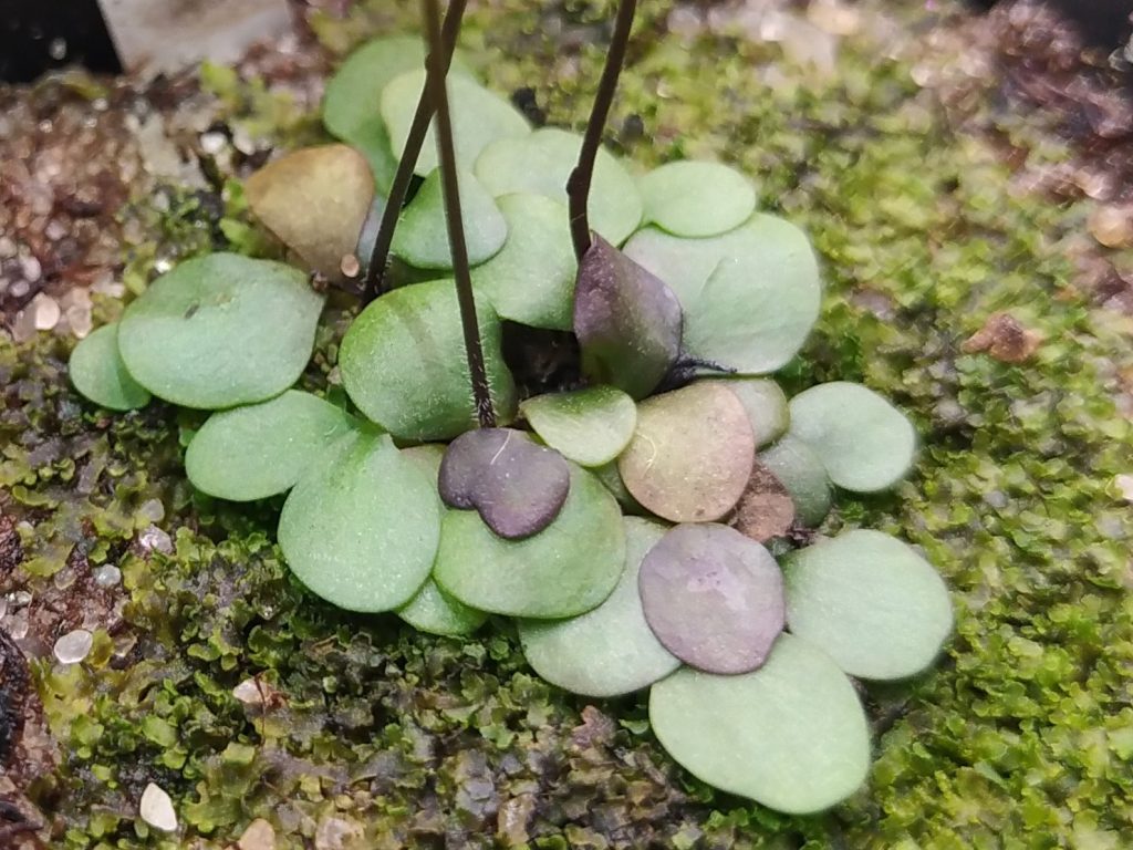 Genlisea margaretae {Comuna CalucingaKalucinga, Nothem Bié, Angola}