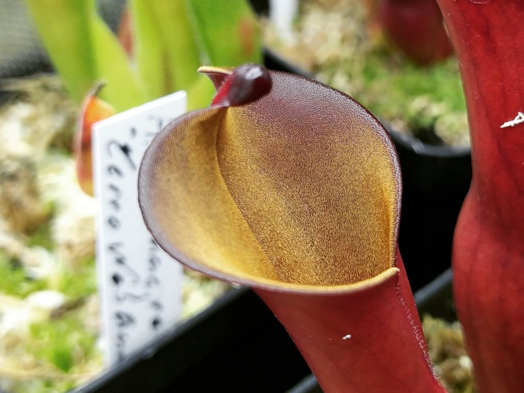 Heliamphora elongata Flat Lid