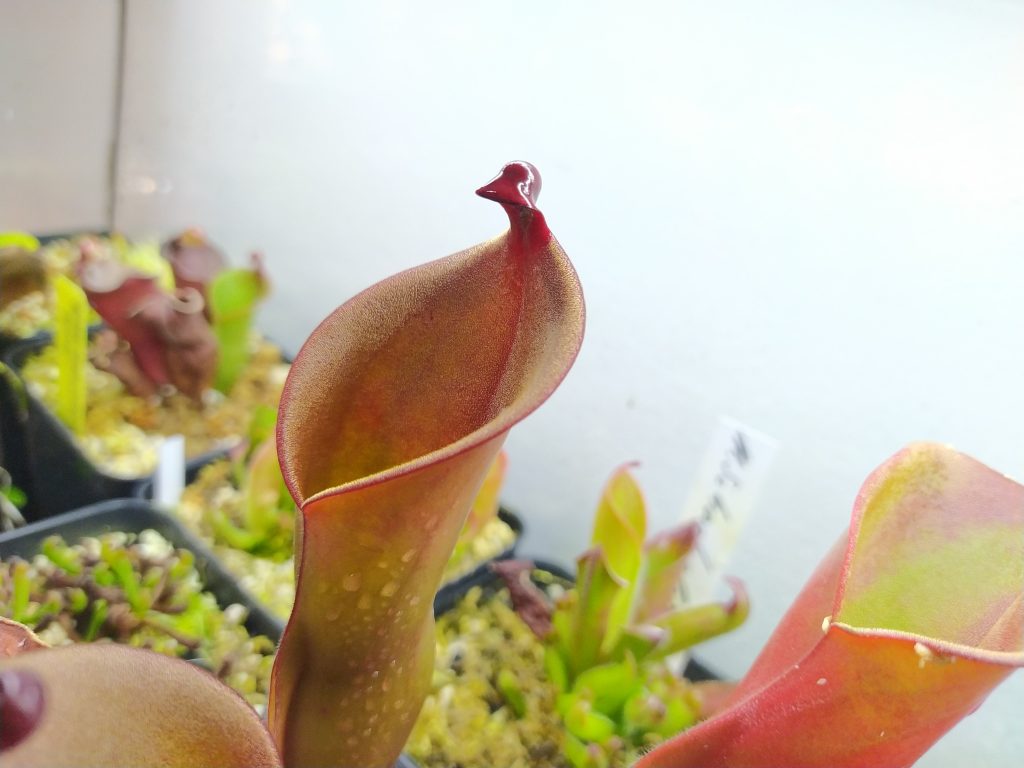 Heliamphora heterodoxa x ionasi