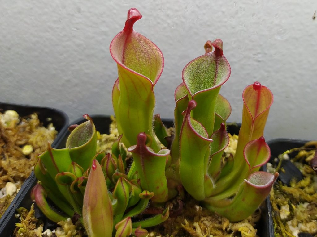 Heliamphora heterodoxa x minor
