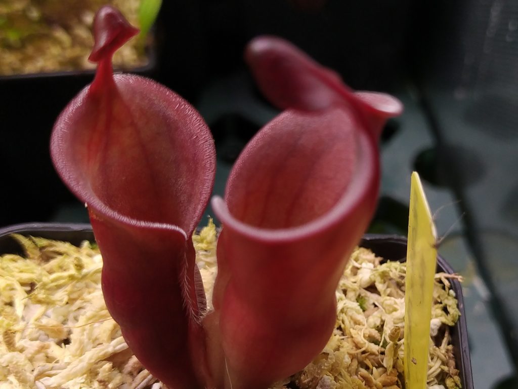 Heliamphora minor var. pilosa x macdonaldae