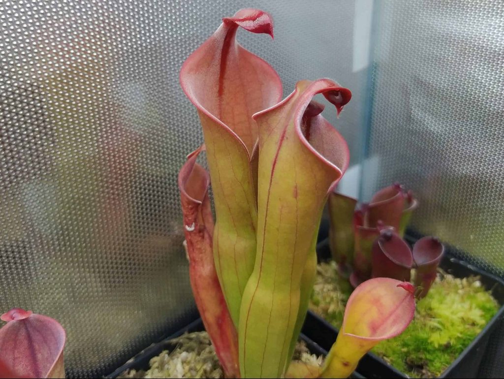Heliamphora neblinae, reddish Cerro Neblina