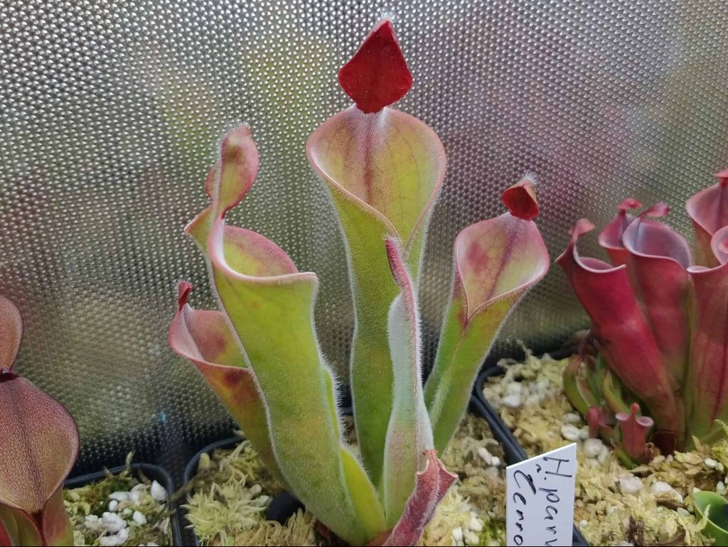 Heliamphora parva, ultra hairy Cerro Neblina