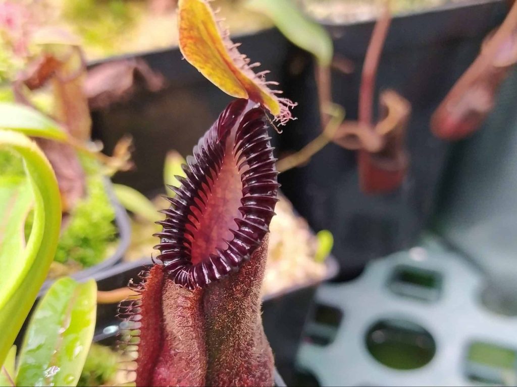 Nepenthes diabolica x hamata