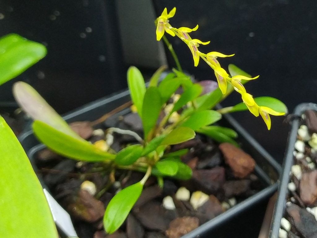 Pleurothallis costaricensis