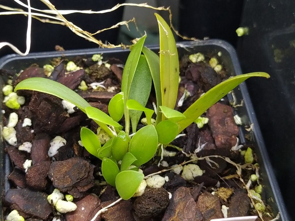 Pleurothallis hirsuta