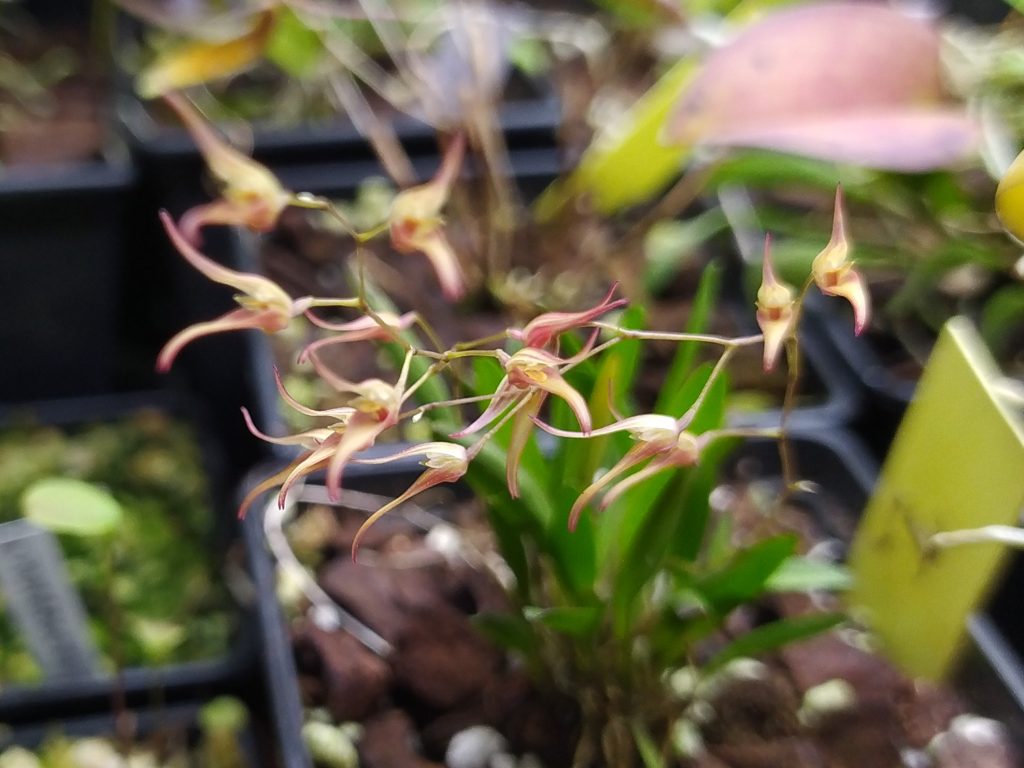 Pleurothallis picta - oranžová
