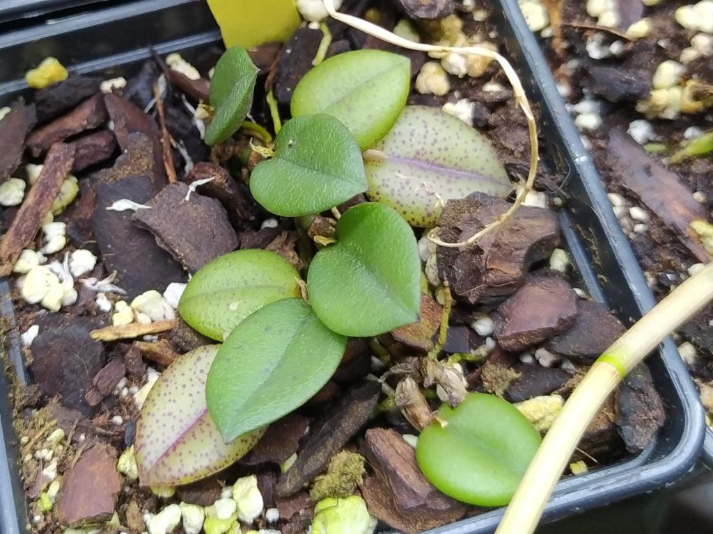 Pleurothallis recurva