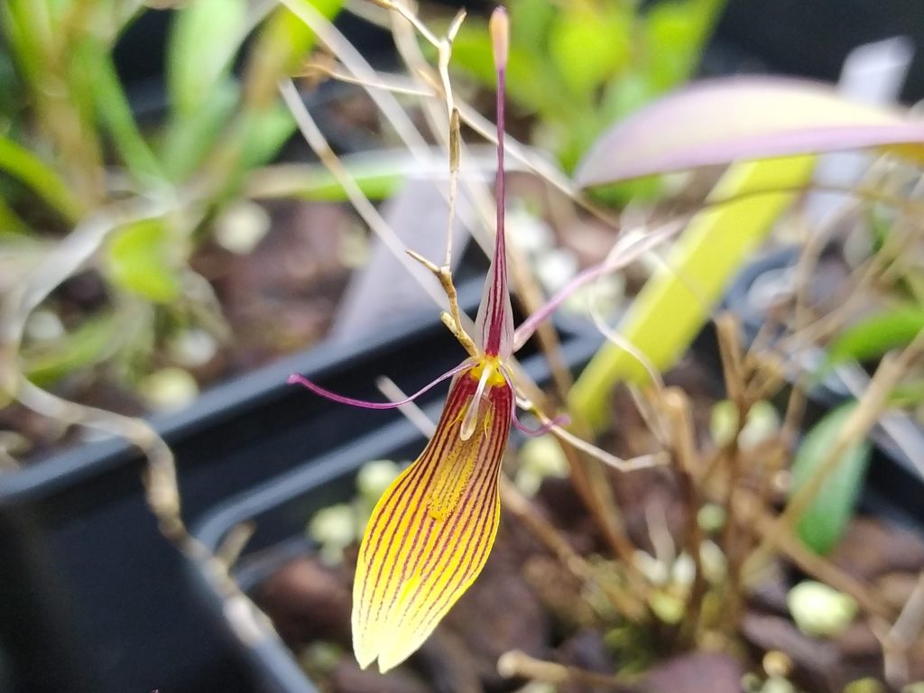 Restrepia trichoglossa