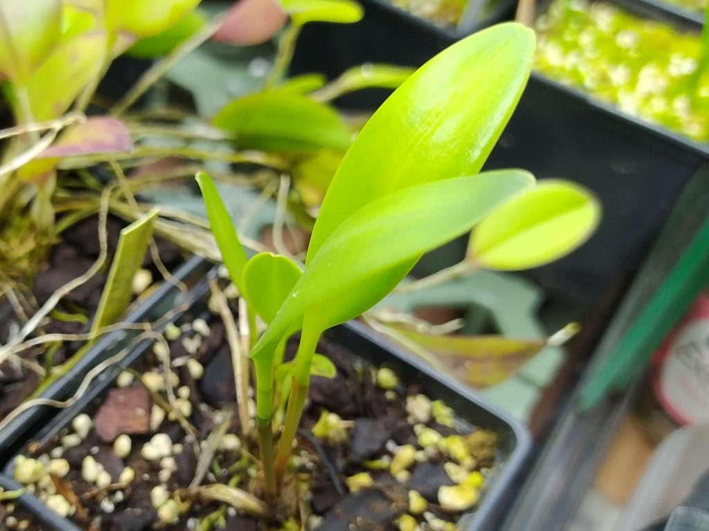 Stelis ximenae