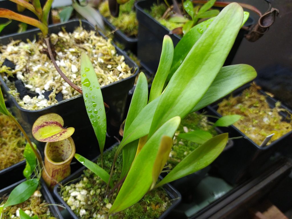 Utricularia cv. Jitka